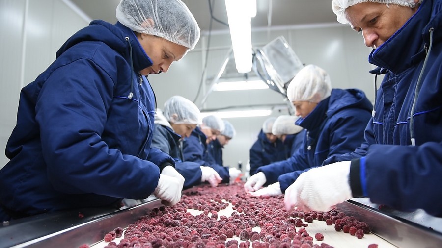 Cold-processing line, workers hand-sorting frozen berries