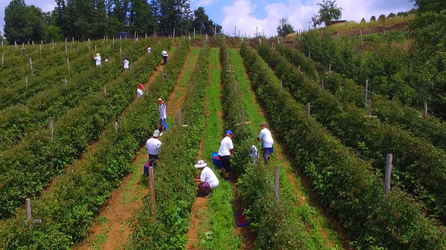 Aerial shot of workers picking berries in the field rows