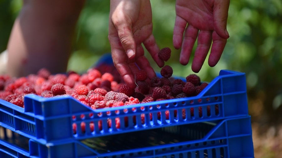 Hands sorting fresh raspberries into a crate